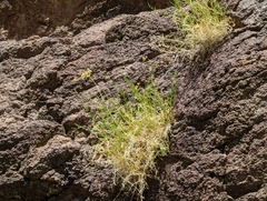 Cymopterus petraeus