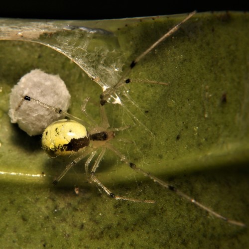 Theridion ricense