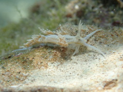 Dondice occidentalis