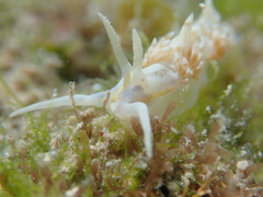 Dondice occidentalis