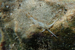 Dondice occidentalis