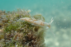 Dondice occidentalis