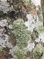 Rhizoplaca opiniconensis