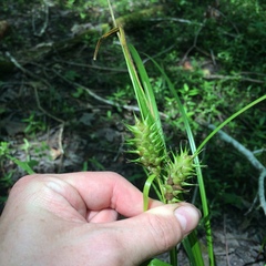 Carex louisianica