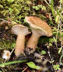 Infundibulicybe squamulosa