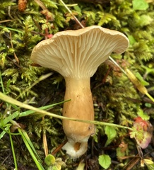 Infundibulicybe squamulosa