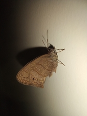 Lepidoptera