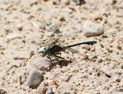 Gomphurus fraternus
