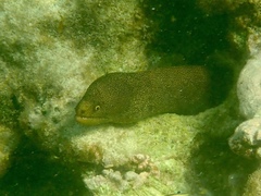 Gymnothorax miliaris