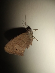 Lepidoptera