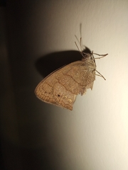 Lepidoptera