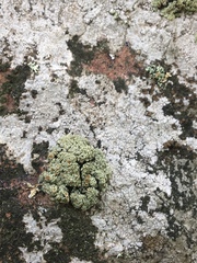 Rhizoplaca opiniconensis