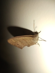 Lepidoptera