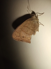 Lepidoptera
