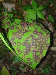 Cystiphora canadensis