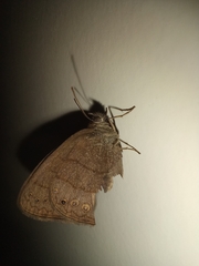 Lepidoptera