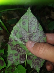 Cystiphora canadensis