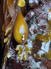 Halosaccion glandiforme