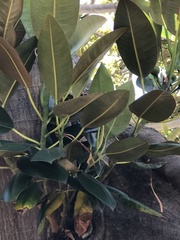 Ficus elastica