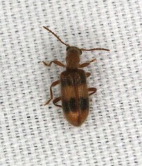 Cymatodera puncticollis