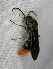 Sphaeropthalma marpesia