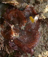 Watersiporidae