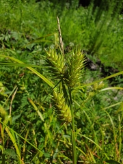 Carex lupuliformis