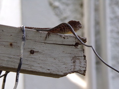Anolis lineatopus
