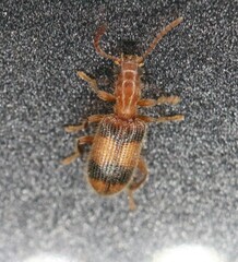 Cymatodera puncticollis