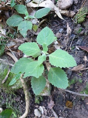 Coleus habrophyllus
