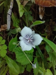 Calochortus tolmiei