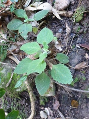 Coleus habrophyllus