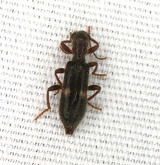 Cymatodera dietrichi