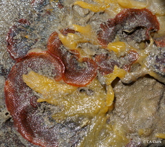 Watersiporidae