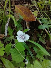 Calochortus tolmiei