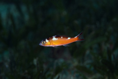 Serranus tabacarius