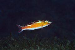 Serranus tabacarius