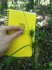 Carex louisianica