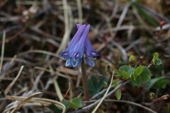 Corydalis pauciflora