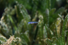 Ptereleotris helenae