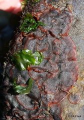 Watersiporidae
