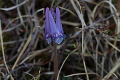 Corydalis pauciflora