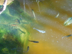 Gambusia yucatana