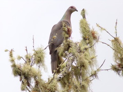 Patagioenas caribaea