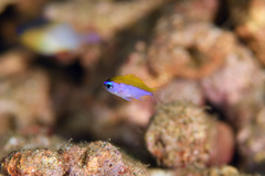 Chromis insolata