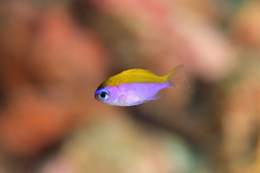 Chromis insolata