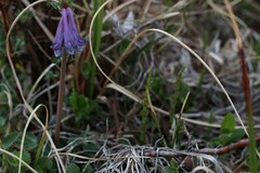 Corydalis pauciflora