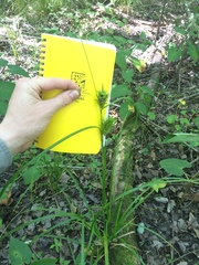 Carex louisianica