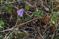 Corydalis pauciflora
