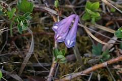 Corydalis pauciflora